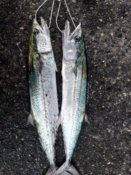 サゴシ減ってます。