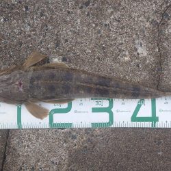 休み最後のサゴシとマゴチ