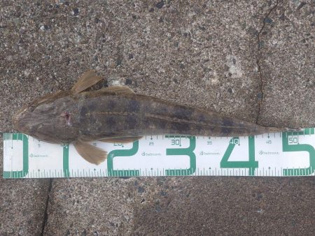 休み最後のサゴシとマゴチ