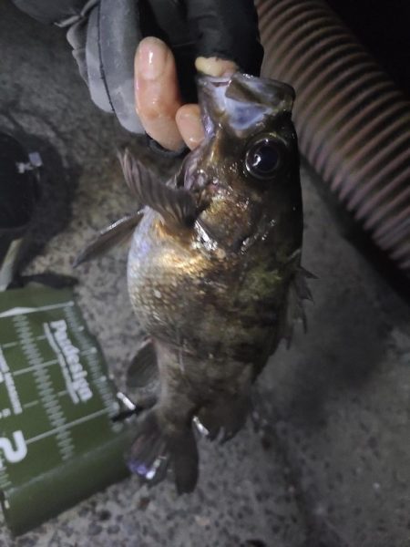 初釣り磯歩き～