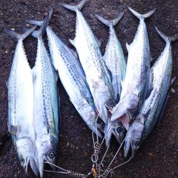 久しぶりのいい日だった