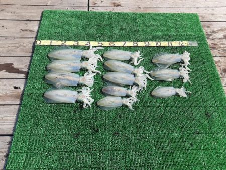 冬季ティップラン