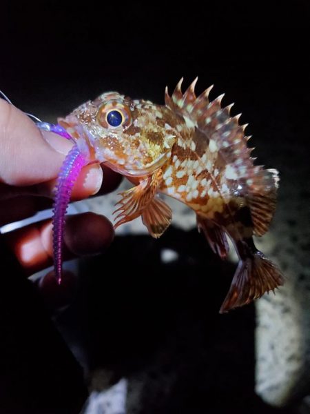 激渋　アジング