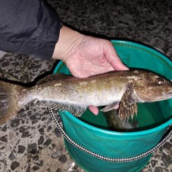 初釣りでアイナメ