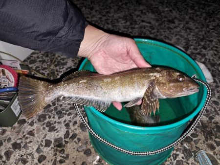 初釣りでアイナメ