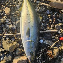 大時化夕方パターン