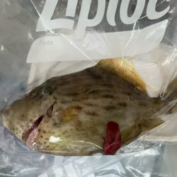 初の長崎カワハギは激シブでした