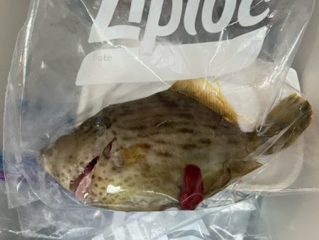 初の長崎カワハギは激シブでした