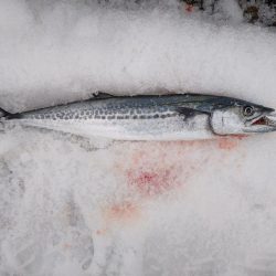 サゴシ終わりかな？