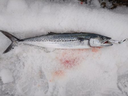 サゴシ終わりかな？