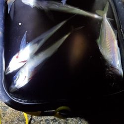 アジング 豆祭り