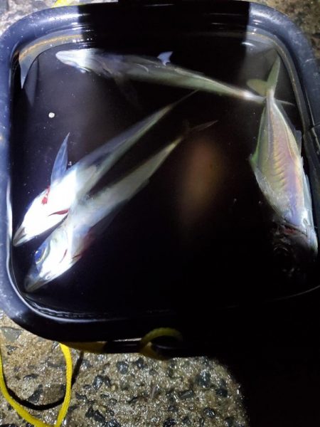 アジング　豆祭り