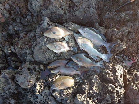 やっと行けた隠岐の島