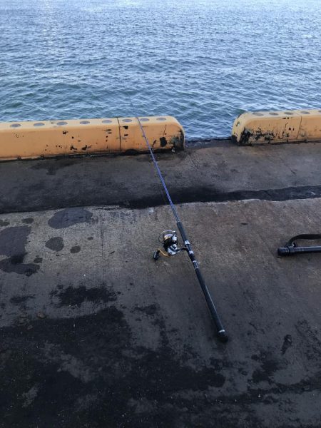 新年からのブリ