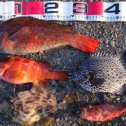 数は少なかったのですが…