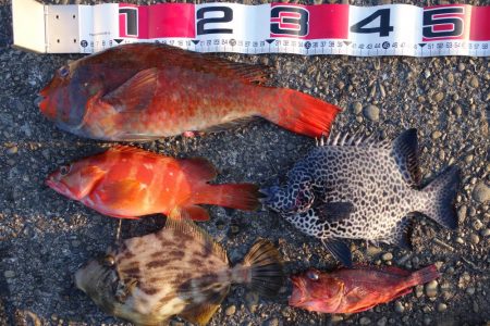 数は少なかったのですが…