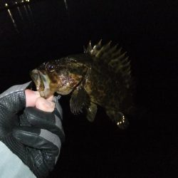 今日も渋かった