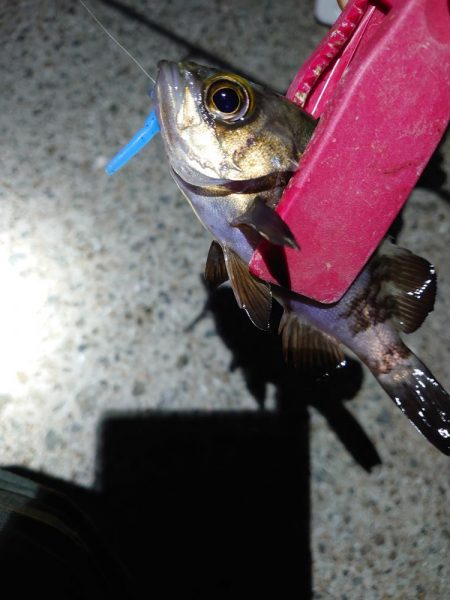 1メバ2タケ3ガシラ