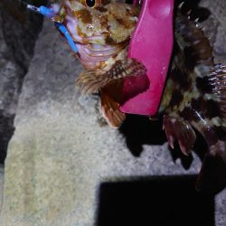 古宮漁港でメバリング