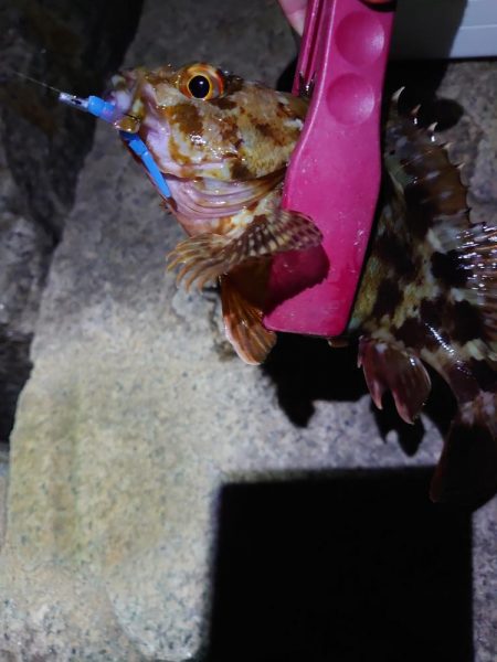 古宮漁港でメバリング