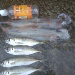 ヤリイカ3杯、アジ4匹