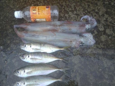 ヤリイカ３杯、アジ４匹