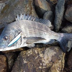 シーバスとチヌ。