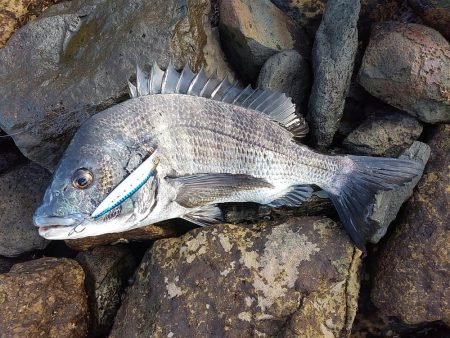 シーバスとチヌ。