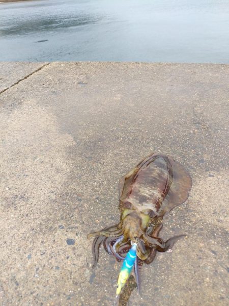 初釣りでアオリイカ