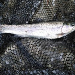 初釣りと初めてのエリアトラウト