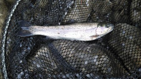 初釣りと初めてのエリアトラウト