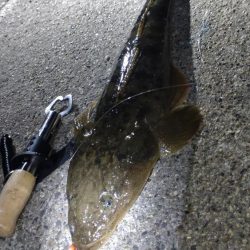 あけおめフィッシュ🎍🎣🎍