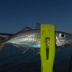 あけおめフィッシュ!