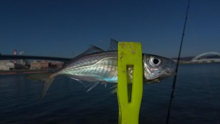 あけおめフィッシュ!