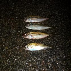 アジもそろそろ終わりなんかな～?!