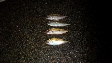 アジもそろそろ終わりなんかな～?!