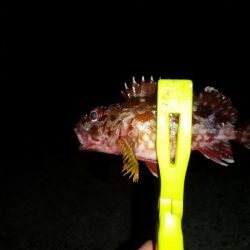 尺アジ狙いに！