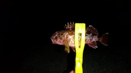 尺アジ狙いに！