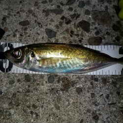 アジを釣るために場所移動