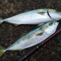 1月最後はフクラギラギ