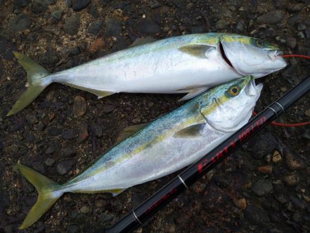 1月最後はフクラギラギ