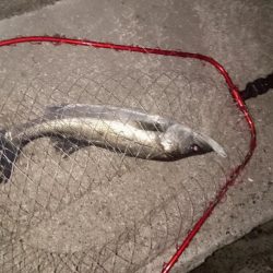 早朝のプチsalt water game😉