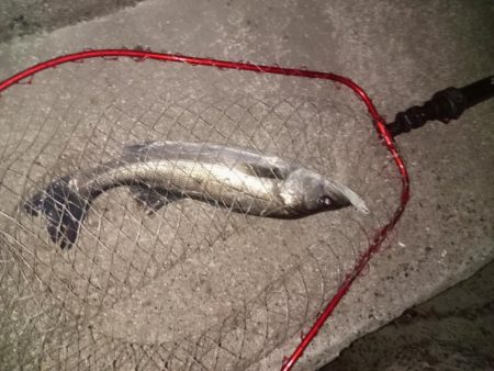 早朝のプチsalt water game😉