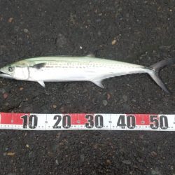 サゴシ跳ねてました