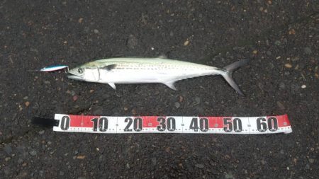 サゴシ跳ねてました