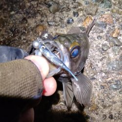 渋いメバリング