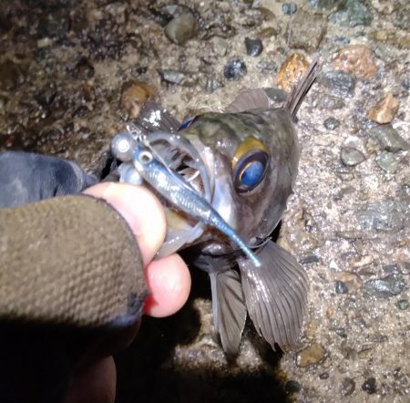 渋いメバリング