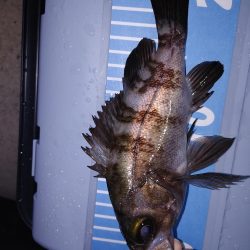 激渋初フィッシング