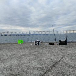 貝塚人口島 暗がり朝まづめサビキでガシラ