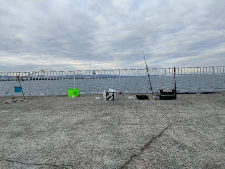 貝塚人口島 暗がり朝まづめサビキでガシラ